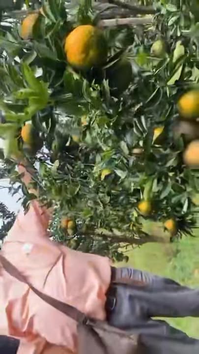 Đất nông nghiệp xã Ea Huar, Buôn Đôn, Đắk Lắk 20 mẫu giá 8 tỷ - Đầu tư sinh lời ngay!