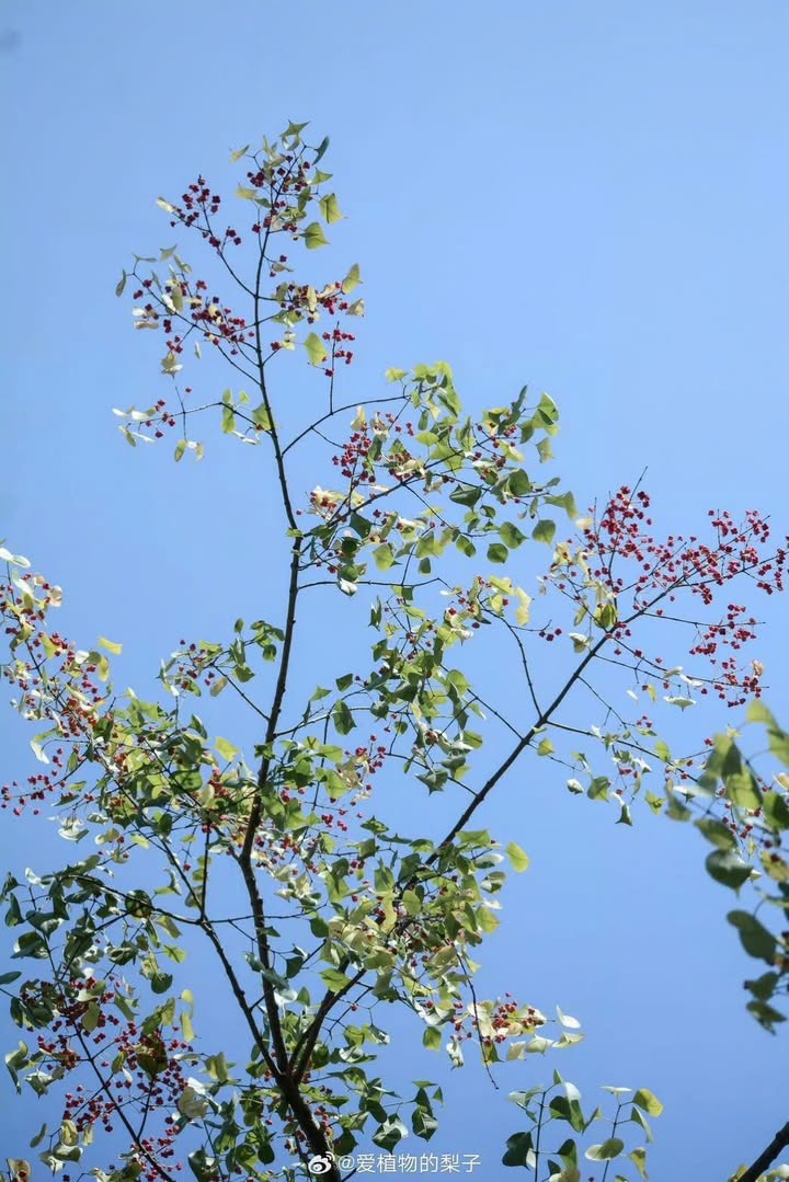 Đất thổ cư 70m² tại Bản Áng, Đông Sang, Mộc Châu giá 2.65 tỷ - Vị trí đắc địa, ô tô vào tận nơi!