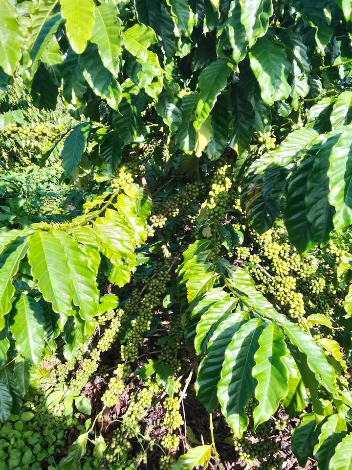 Đất nền Tân Hà Lâm Đồng 1404m² giá 3.4 tỷ - Mặt đường bê tông đẹp, thương lượng nhẹ!