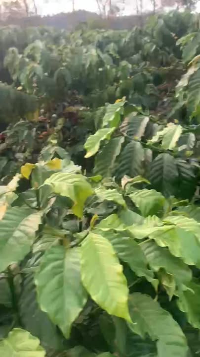 Đất nền Phúc Thọ, Lâm Hà 8000m² giá 1 tỷ - Đầu tư sinh lời tuyệt vời!