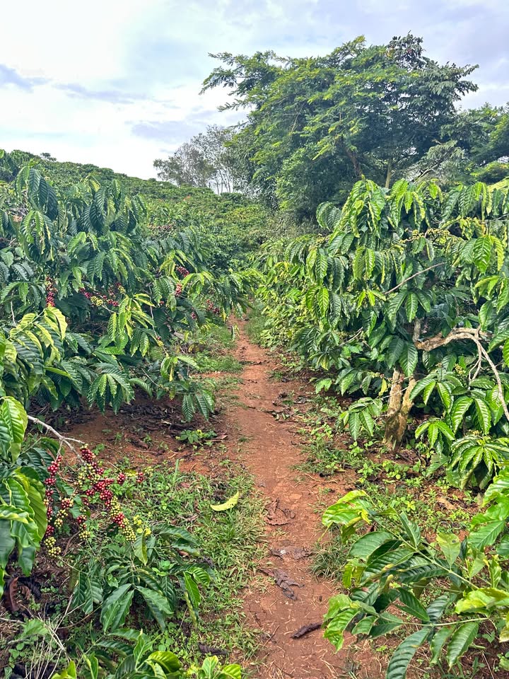 Đất vườn cà phê Gung Ré, Di Linh 4000m² giá 1.2 tỷ - Đầu tư sinh lời ngay!