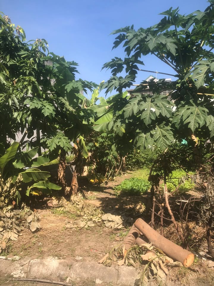 Đất nền đẹp tại An Đồng, Hải Phòng 100m² giá chỉ 2 tỷ - Vị trí đắc địa, tiện ích đầy đủ!