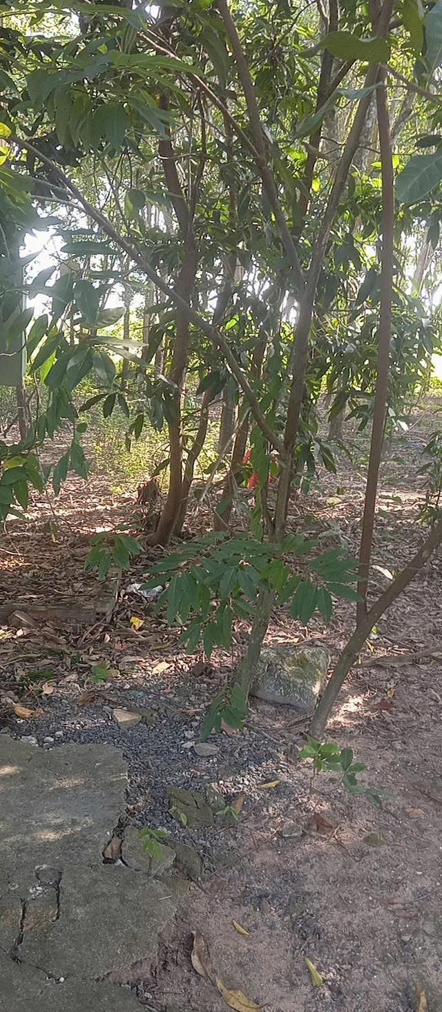 Đất nền Thạnh An Tân Biên 693m² giá 440 triệu - Đầu tư sinh lời ngay!