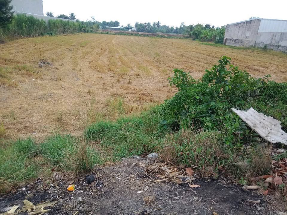 Đất nền mặt tiền Quốc lộ 80, Thạnh Lộc, 5000m² - Đầu tư sinh lời cực tốt!