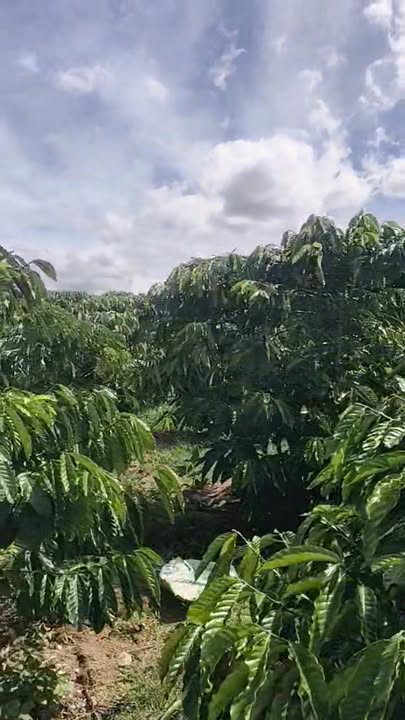 Đất nền Đan Phượng 1150m² giá 2.65 tỷ - Đầu tư sinh lời ngay!