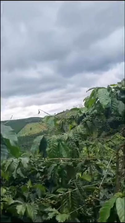 Đất nông nghiệp tại thôn Phú Hòa, Lâm Hà 30.000m² giá 510 triệu - Tiềm năng phát triển cao!