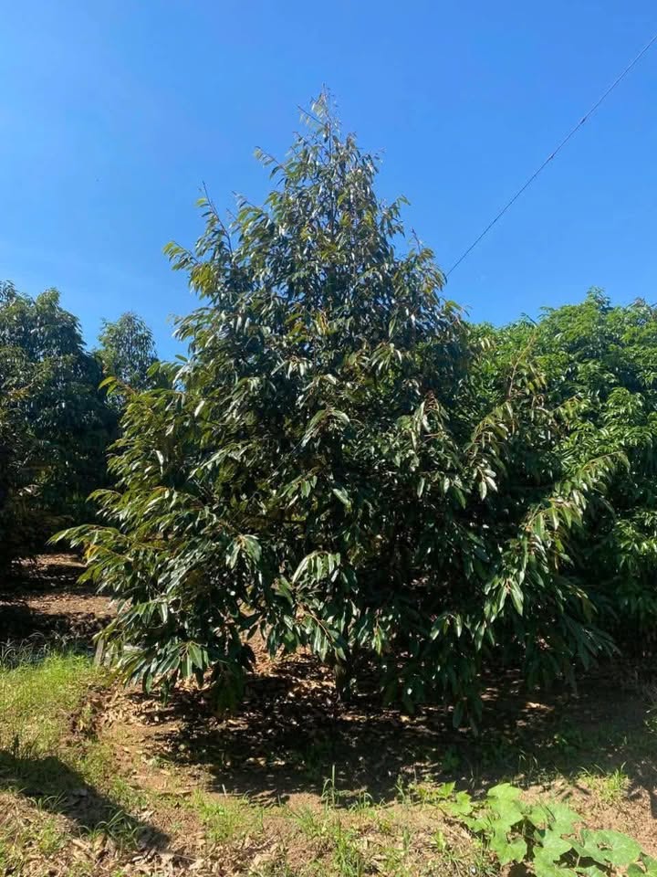 Farm 9800m² tại Thôn 5, Ea Khal giá 2.7 tỷ - Tiềm năng đầu tư cao!