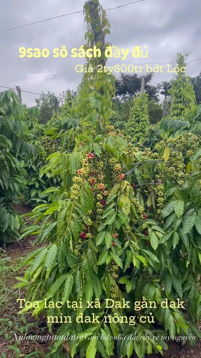 Đất nền 9000m² tại xã Đắk Gằn, Đắk Mil - Thích hợp đầu tư và xây dựng!