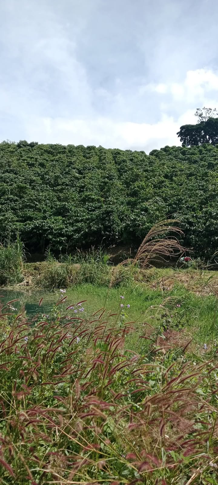 Đất nền 7.3 sào tại xã Phúc Thọ, Lâm Hà - Giá chỉ 2.6 tỷ, thương lượng ngay!