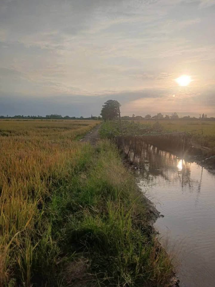 Đất nông nghiệp tại xã Bình Tấn, Thanh Bình - 8500m² giá 850 triệu - Cơ hội đầu tư tuyệt vời!