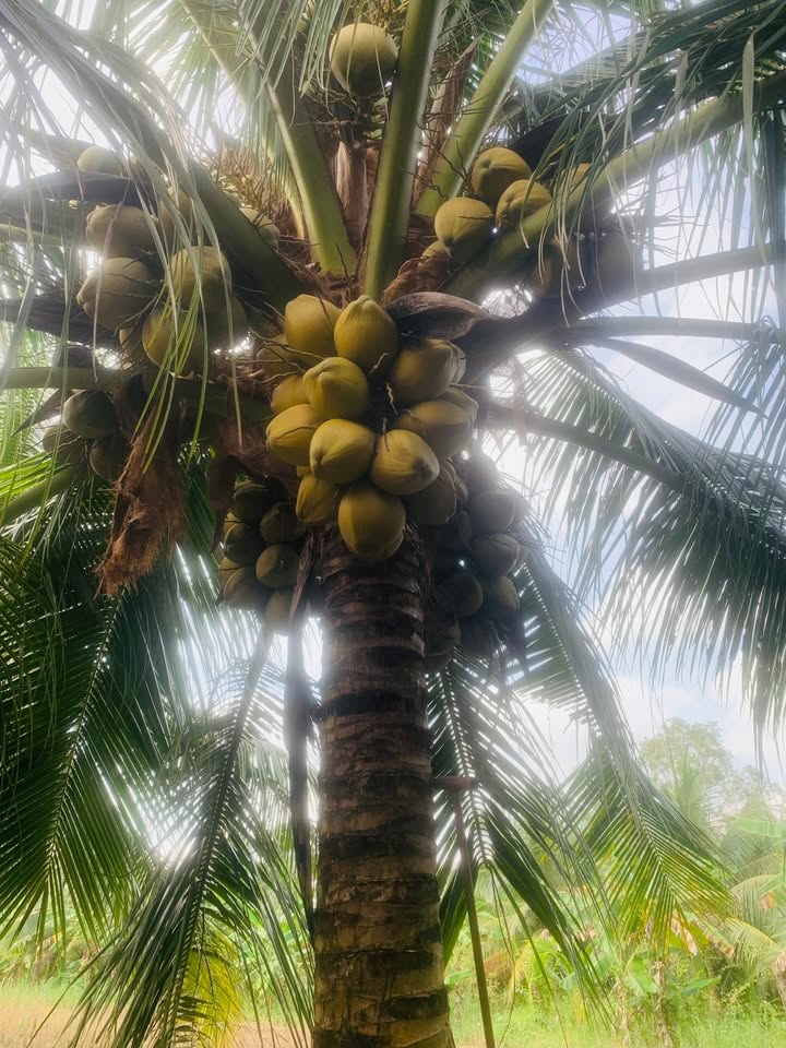 Đất vườn 3100m² xã Tân Mỹ, Ba Tri - Giá chỉ 390 triệu VND, thương lượng nhẹ!