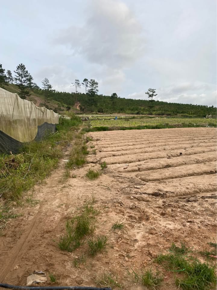 Đất sào D'Ran Đơn Dương 10,000m² giá 600 triệu - View đẹp, cao ráo!