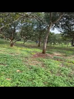 Đất nông nghiệp Bù Gia Mập 2ha giá 2.2 tỷ - Tiềm năng phát triển cao!