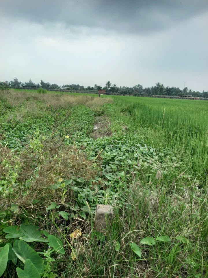 Đất lúa 1251m² Phú Ngãi Trị giá 350 triệu - Cơ hội đầu tư hấp dẫn!