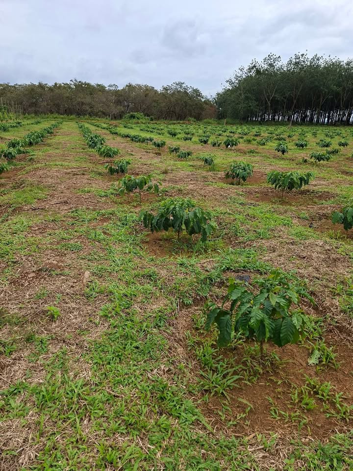 Đất Cà Phê 5 Sào Đăk Nhau - Sổ đỏ chính chủ, Giá thỏa thuận hấp dẫn!