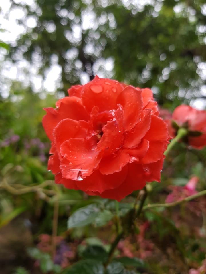 Đất thổ cư Lâm Trúc 2 Hoài Thanh 172m² giá 200 triệu - Cơ hội đầu tư hấp dẫn!