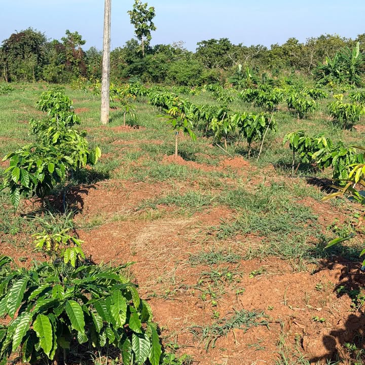 Lô đất Farm 31.000m² xã Ea Wer, Buôn Đôn - Giá chỉ 900 triệu, đầu tư sinh lời!