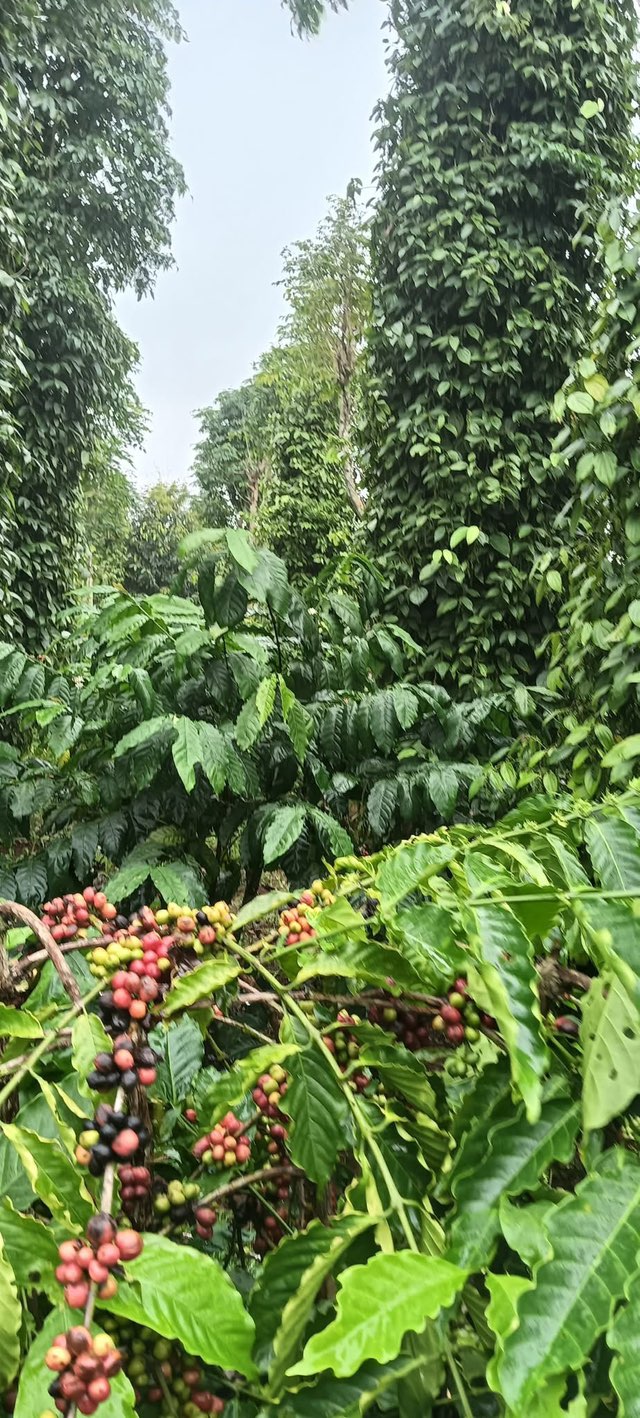 Đất nông nghiệp Cư Dliê M'nông 32.000m² giá 2.64 tỷ - Nguồn thu khủng, điện nước đầy đủ!