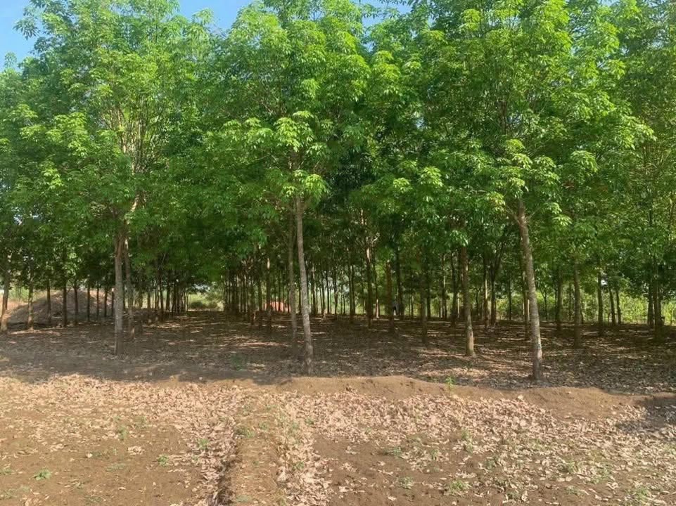 Đất nền An Khương Hớn Quản 80000m² giá 720 triệu - Đường đi chung không tranh chấp!