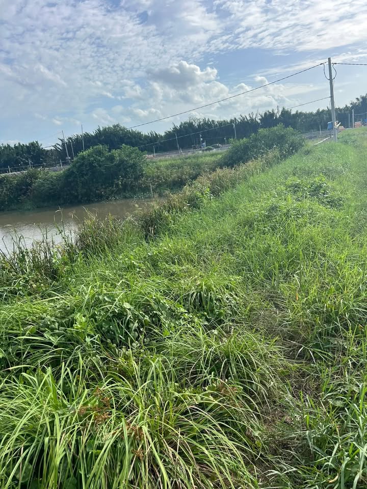 Đất nông nghiệp 5482m² xã Tân Chánh, Cần Đước, Long An - Giá chỉ 260 triệu, chính chủ bán gấp!