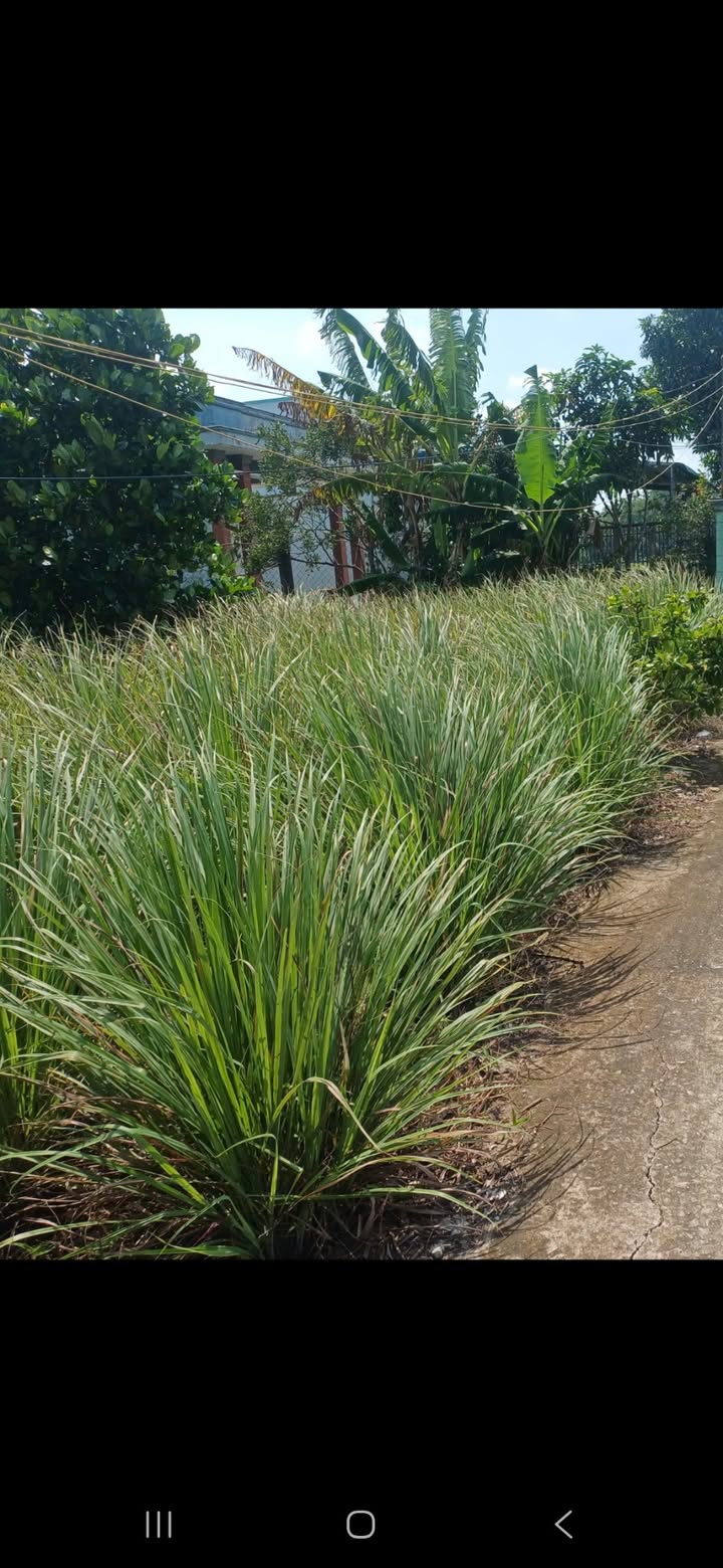 Đất nền 860m² ấp 3 xã Long An huyện Cần Giuộc giá chỉ 1.5 tỷ - Cơ hội đầu tư tuyệt vời!