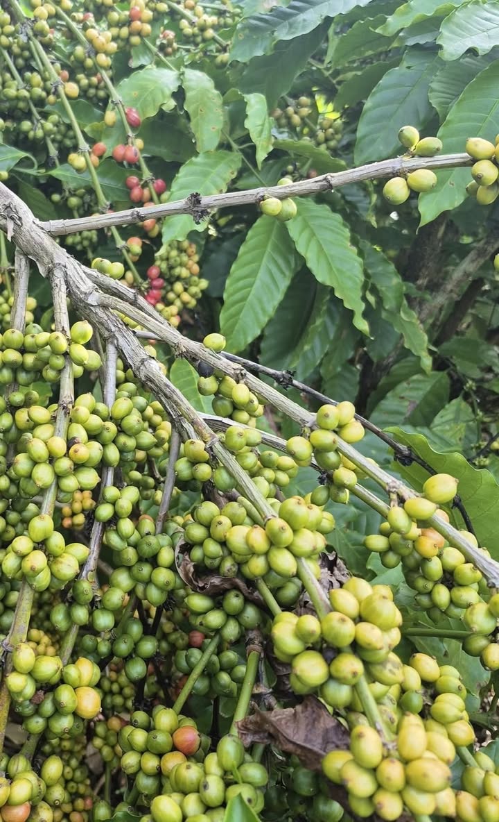 Đất nông nghiệp Phú Sơn Bù Đăng 11000m² giá chỉ 1 tỷ - Cơ hội đầu tư hấp dẫn!