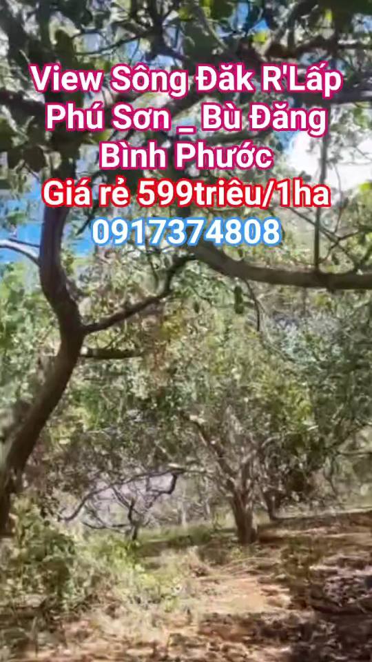 Đất Farm View Sông Đăk R' Lấp Phú Sơn 6.8ha giá chỉ 6.8 tỷ - Cơ hội đầu tư không thể bỏ qua!