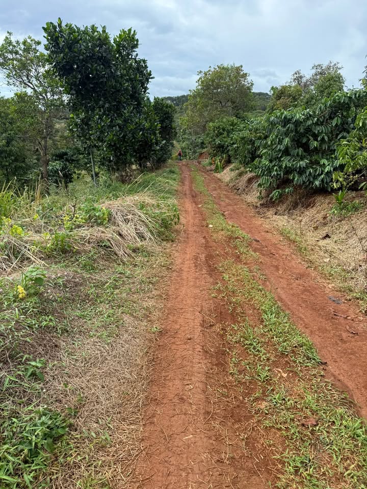 Đất nền Đắk Sin 1040m² giá 280 triệu - Sổ đỏ chính chủ, ô tô vào tận nơi!