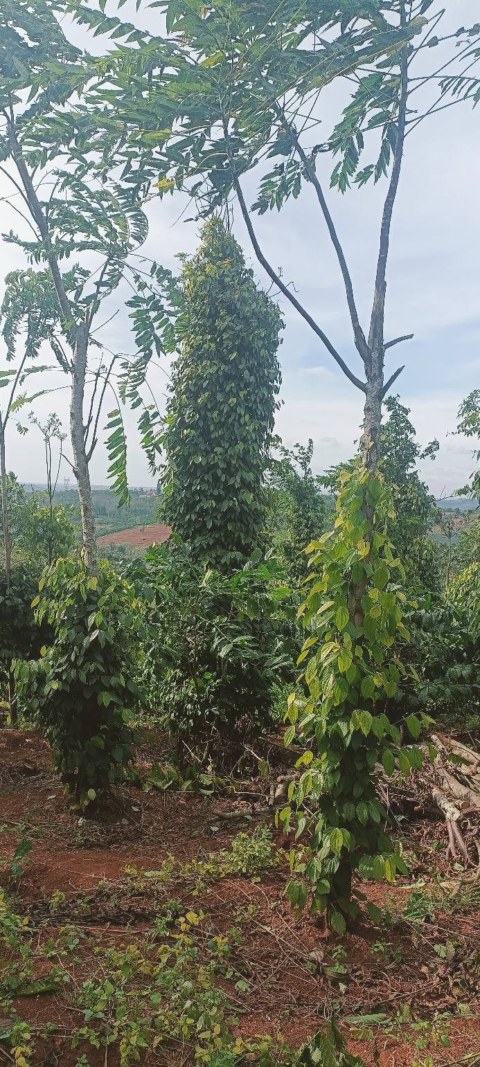 Đất nền thổ cư Đắk Ha 12600m² giá 600 triệu - Đường thông tứ phía, tiện ích đầy đủ!