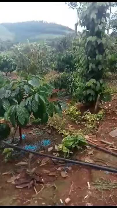 Đất nền 20.000m² tại Đắk R'Tih, Tuy Đức - Giá chỉ 800 triệu, thương lượng ngay!