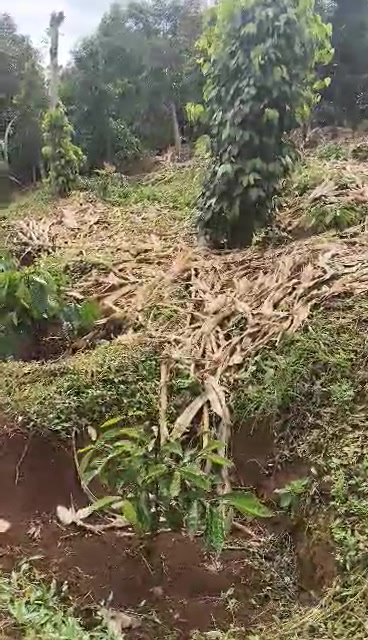 Đất vườn 4 sào tại Đức Minh, Đắk Mil - Giá 1 tỷ, gần đường nhựa!