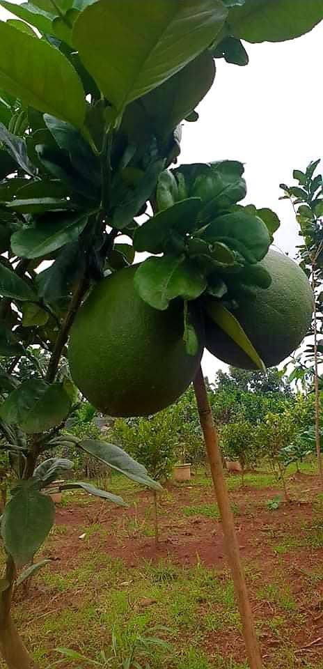 Đất nền Thôn 11a Ea Ktur 156m² giá chỉ 300 triệu - Cơ hội đầu tư tuyệt vời!