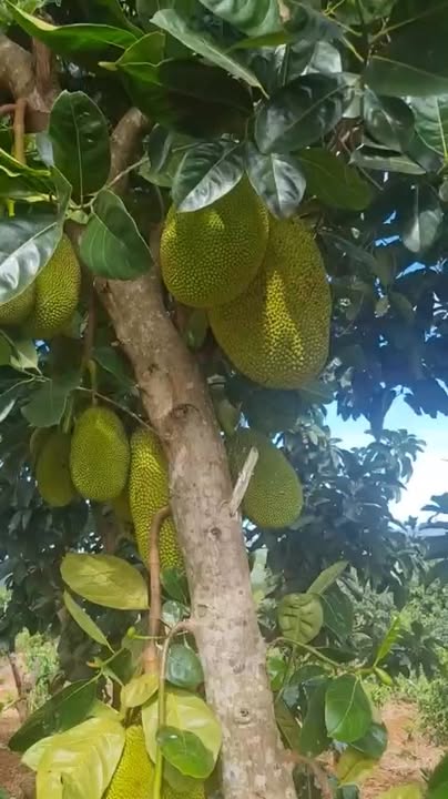 Đất nền đẹp 1,85ha tại thị trấn Ia Kha, Gia Lai - Giá 5,5 tỷ, sẵn sàng đầu tư!