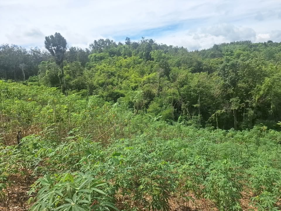 Đất nền Hà Tây Chư Păh Gia Lai 15000m² - Giá rẻ, sổ đỏ hỗ trợ làm bìa!