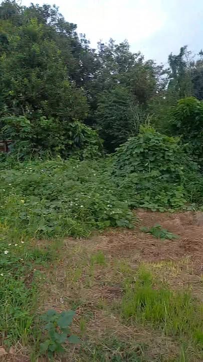 Đất nền khu dân cư xã Ea Tóh 310m² giá 630 triệu - Đường bê tông thông thoáng