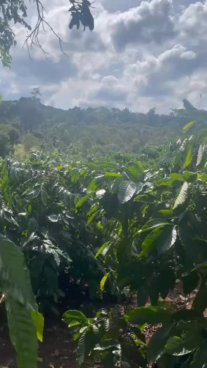 Đất nền Thiện An Buôn Hồ 4.908m² giá 2.209 tỷ - Sổ hồng chính chủ!