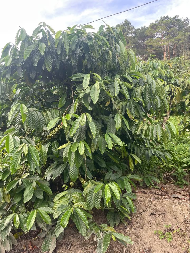 Đất Hòa Bắc 1ha3 giá 5.2 tỷ - Đầu tư sinh lời ngay!