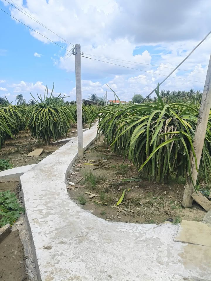 Đất nền 21950m² tại Lương Hòa Lạc, Chợ Gạo - Tiềm năng đầu tư lớn!