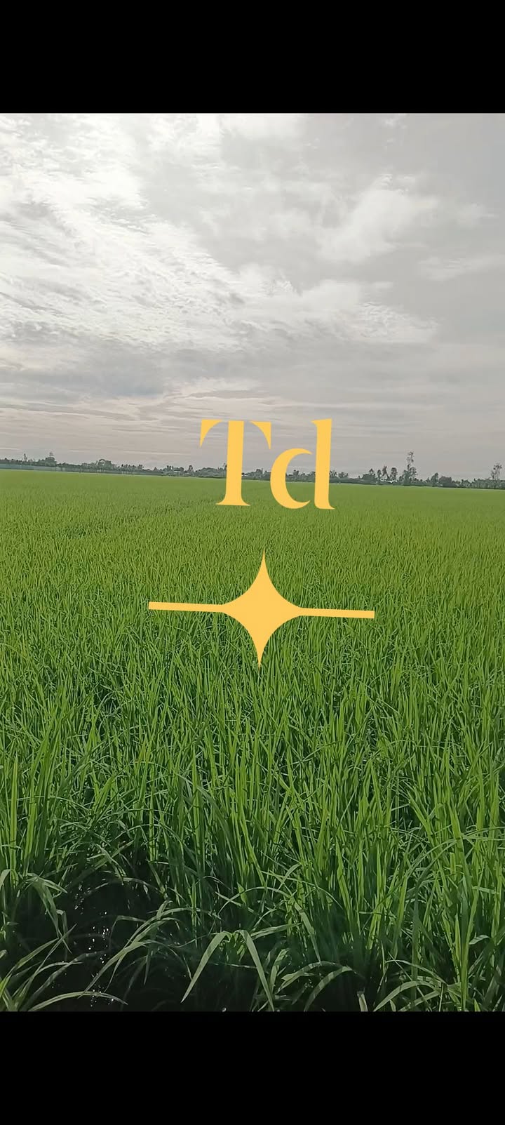 Đất nông nghiệp 7 công xã Tân Kiều, huyện Tháp Mười, Đồng Tháp giá chỉ 1.386 tỷ - Cơ hội đầu tư tuyệt vời!