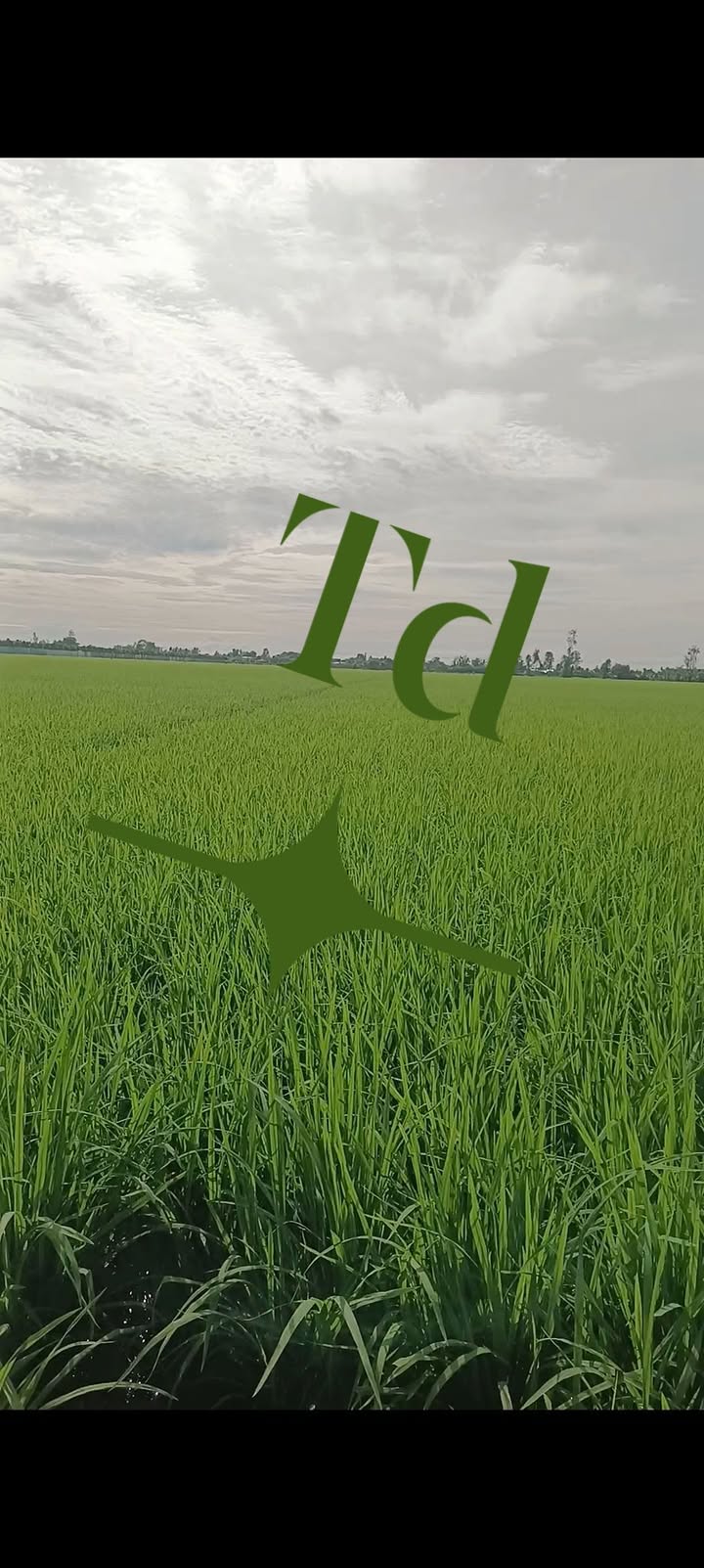 Đất nông nghiệp Phú Cường Tam Nông 25 công giá 3.125 tỷ - Gần mặt tiền xe hơi tới nơi!