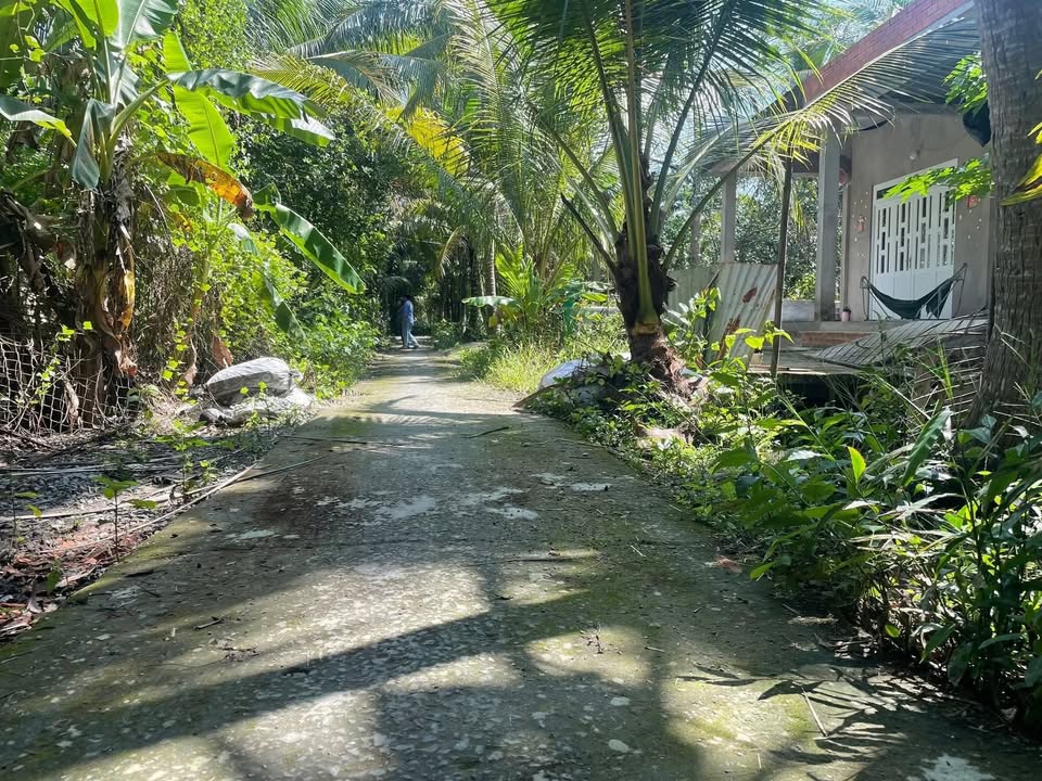 Đất vườn 1.000m² tại ấp Bình Trung, Châu Thành, Tiền Giang - Giá chỉ 970 triệu!