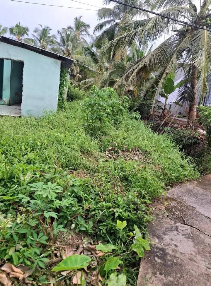 Đất nền 2 nền liền kề tại xã Thanh Hòa, Cai Lậy - Giá chỉ 250 triệu/nền!