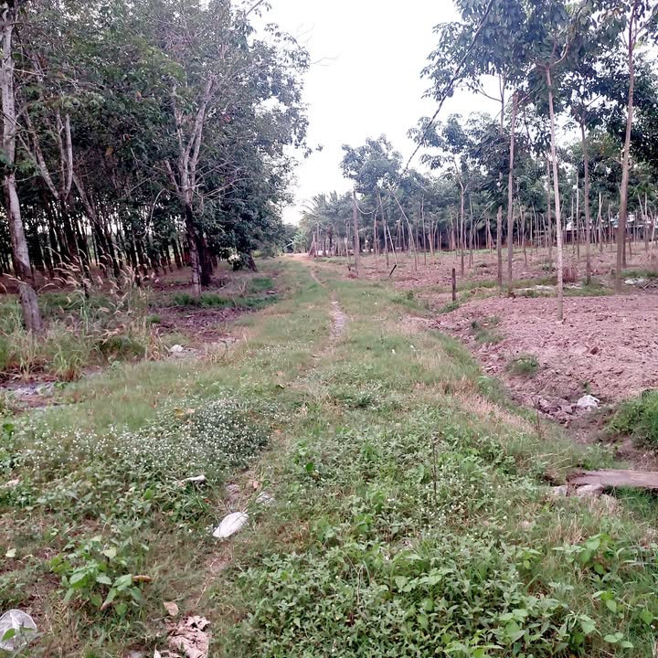 Farm 1 mẫu 4 tại Tây Ninh giá 3 tỷ - Đầy tiềm năng trồng cây ăn trái