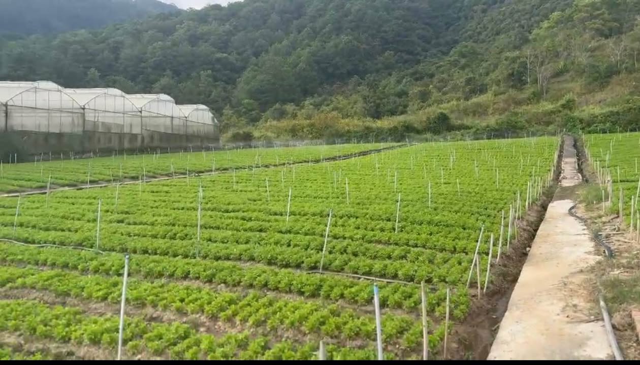 Đất thổ cư Thạnh Mỹ, Đơn Dương 1041m² giá 2.7 tỷ - Cơ hội đầu tư tuyệt vời!