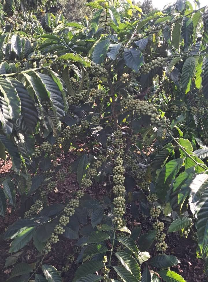 Đất nền Tà Nung 1800m² giá 3 tỷ - Pháp lý đầy đủ, đầu tư lý tưởng!