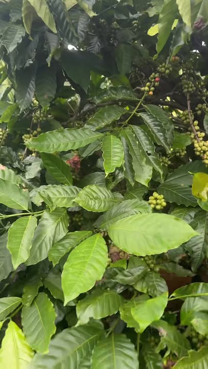 Đất nền đẹp xã Bằng Đắk Nông 20,000m² giá 3.5 tỷ - Cơ hội đầu tư lý tưởng!