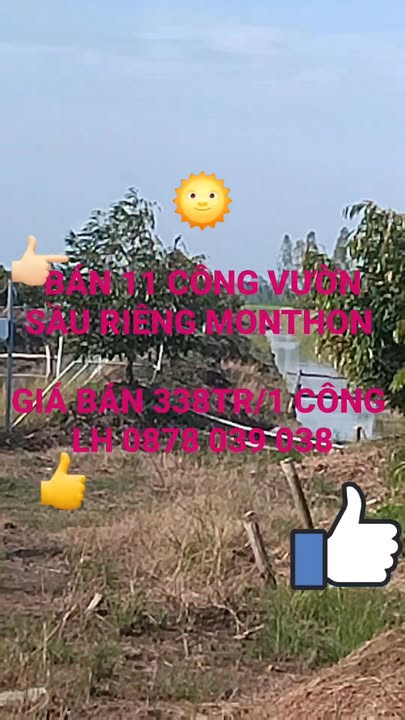 Bán gấp 11 công vườn sầu riêng Đốc Binh Kiều 110.000m² giá 11.384 tỷ - Đầu tư sinh lời ngay!