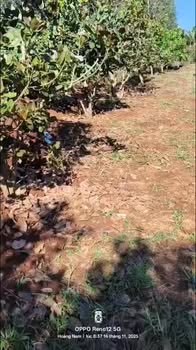 Đất nền xã Gào, Pleiku 13.000m² giá 1.5 tỷ - Cơ hội đầu tư tuyệt vời!