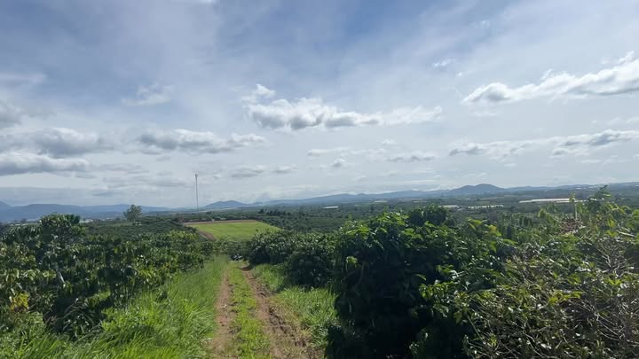 Đất nền Tân Văn Lâm Hà 1000m² giá 600 triệu - Cơ hội đầu tư tuyệt vời!