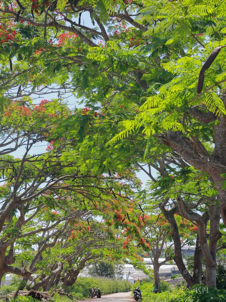 Đất nền Quảng Lập, Đơn Dương 145m² giá chỉ 430 triệu - Sổ đỏ chính chủ sang tên ngay!